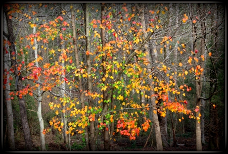 Fall Colors-FF