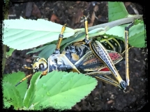 CLaSY's Grasshopper